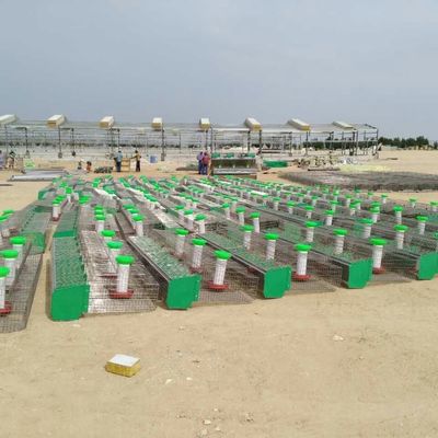 사전 설계 된 가축 농장 집 닭고기 철강 구조 창고